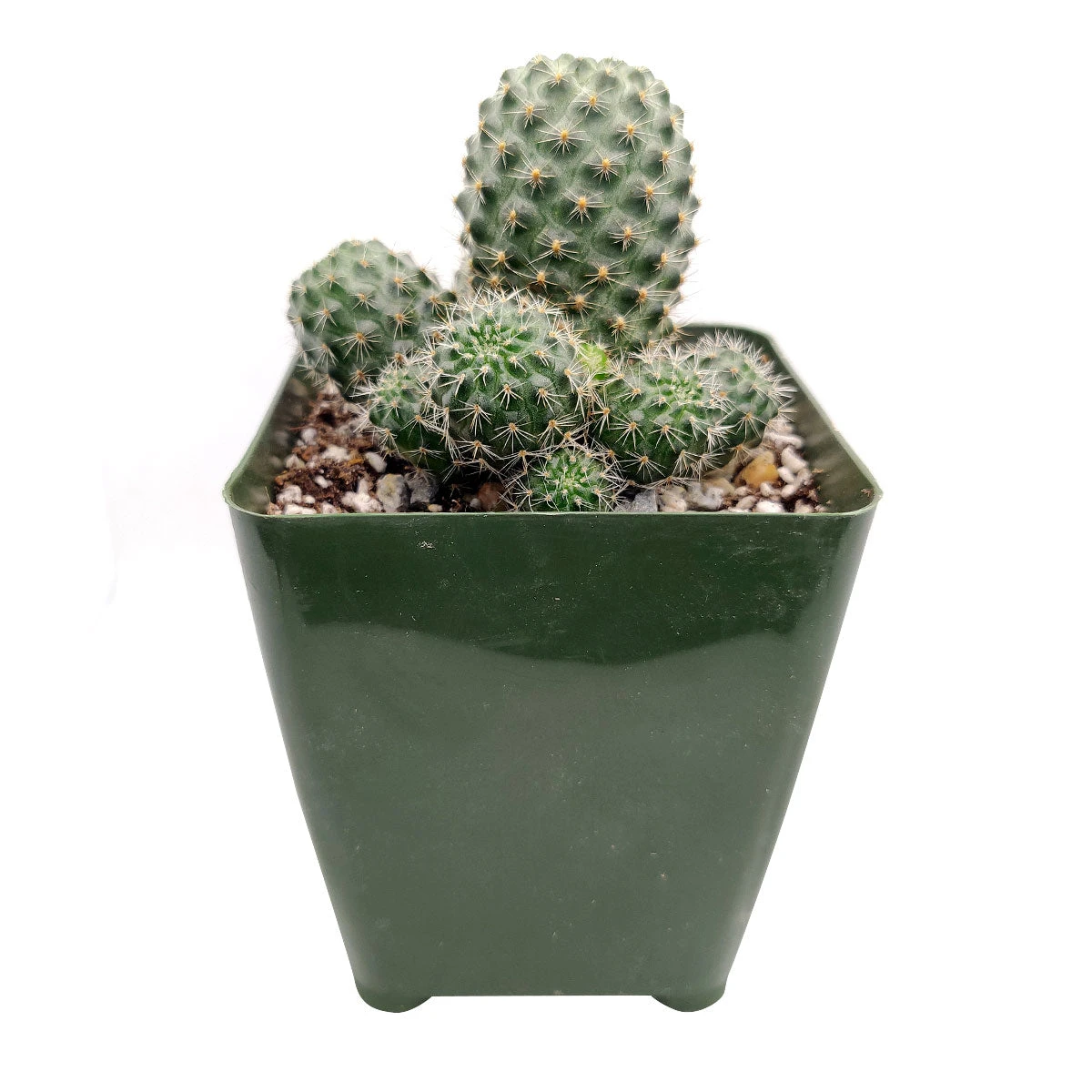 Rebutia Sanguinea - Image 4