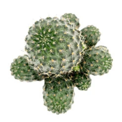 Rebutia Sanguinea