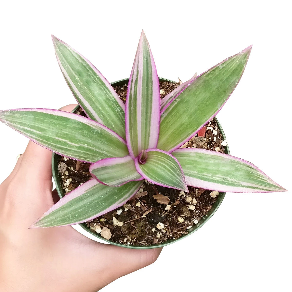 Rhoeo Tricolor Succulent - Image 3