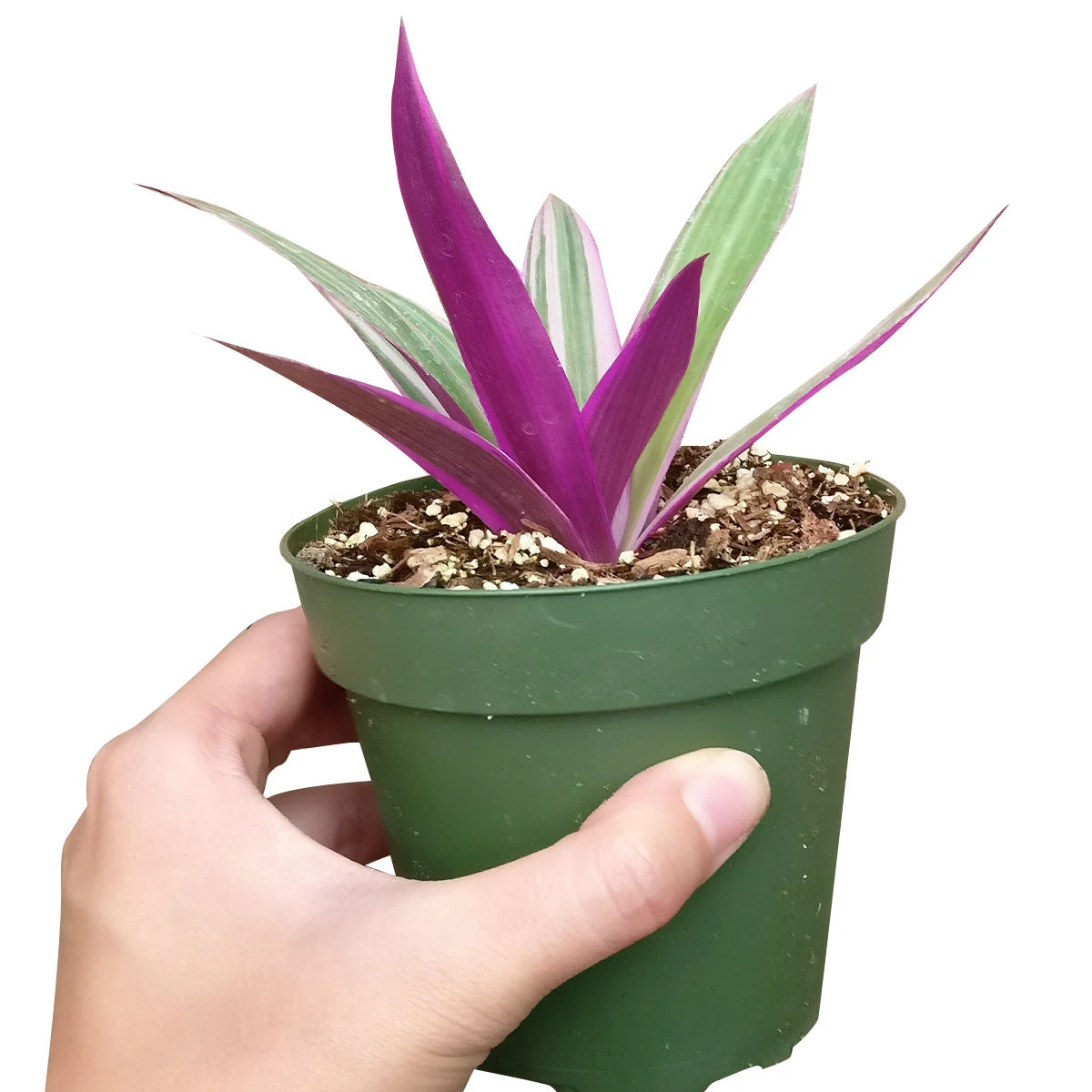 Rhoeo Tricolor Succulent - Image 4