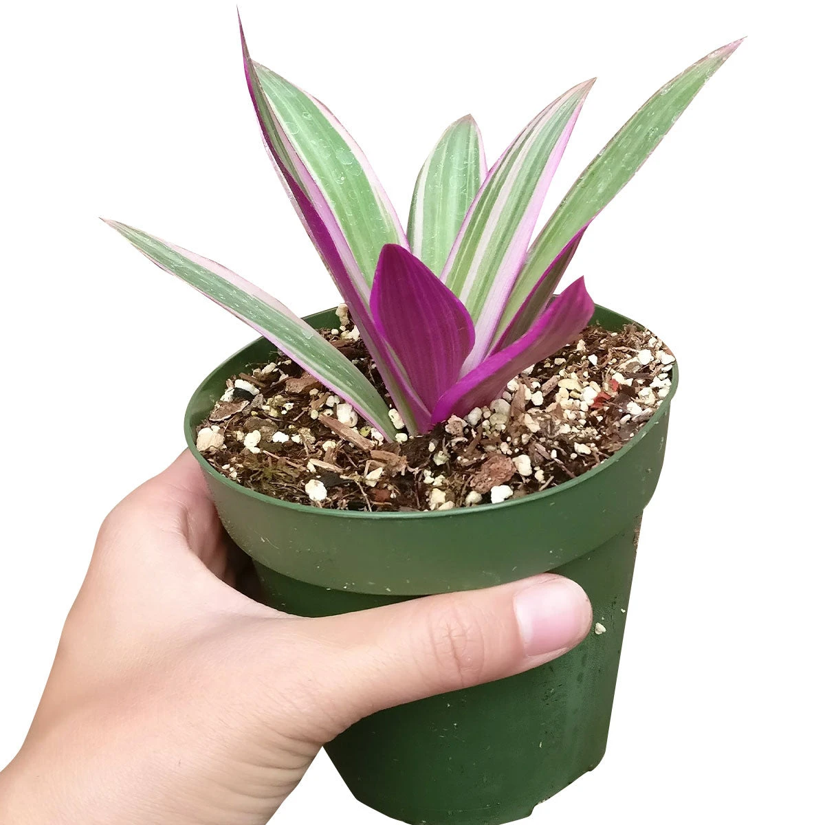 Rhoeo Tricolor Succulent - Image 2