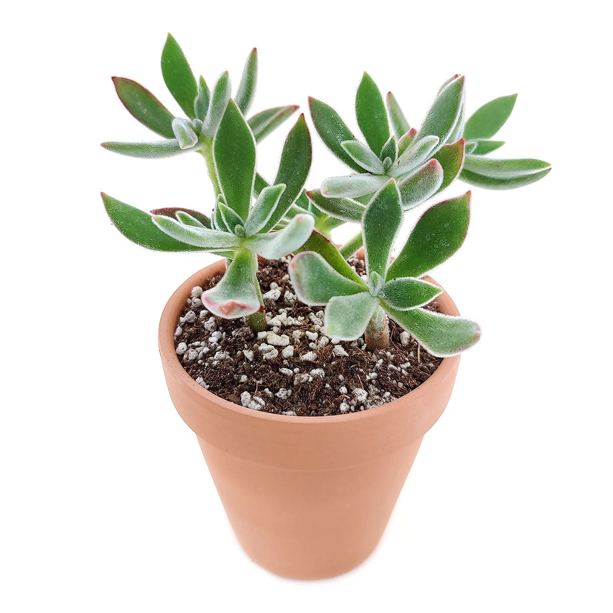 Echeveria Harmsii Ruby Slipper - Image 8