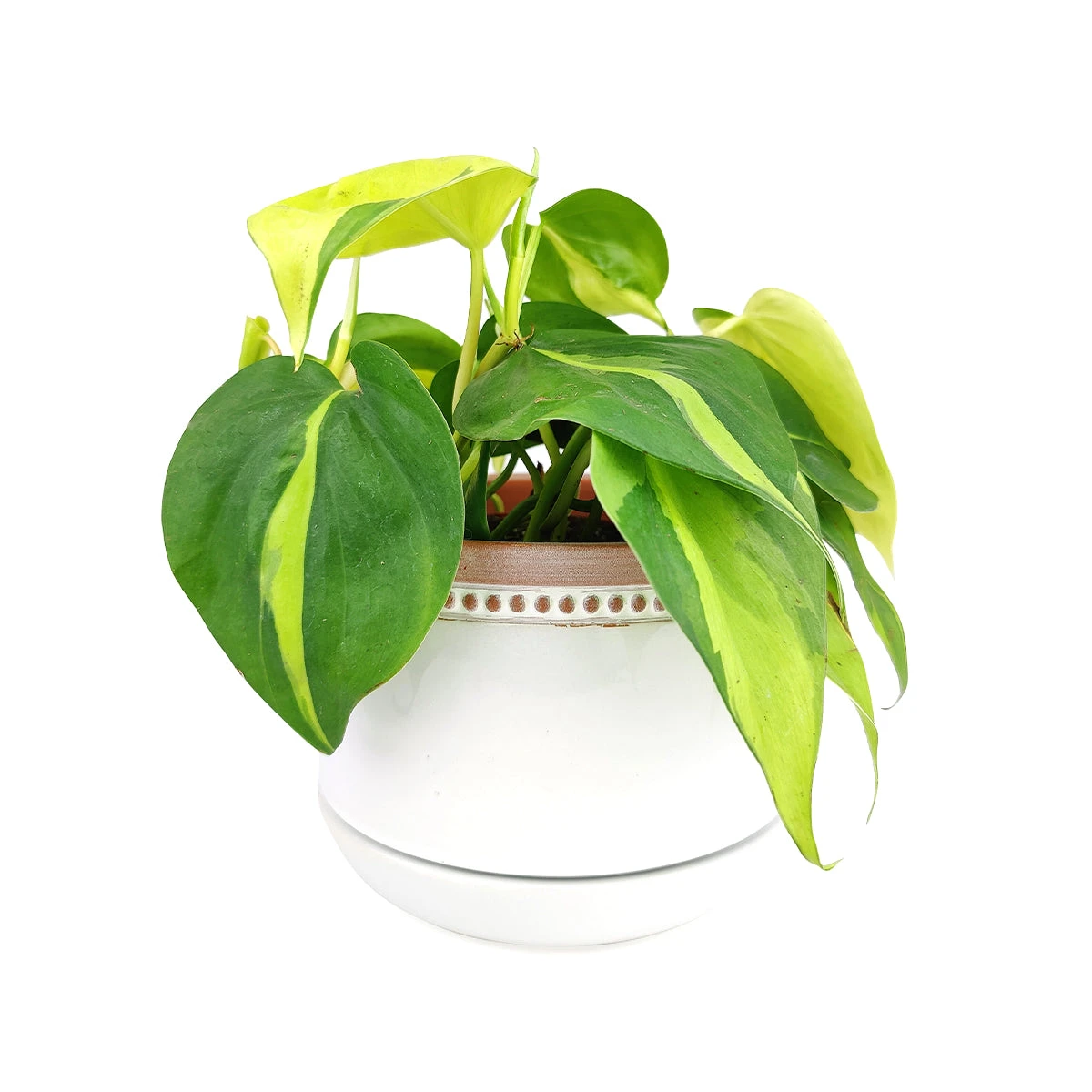 6 Inch White Ceramic Bowl Planter With Coral Rim - Image 5