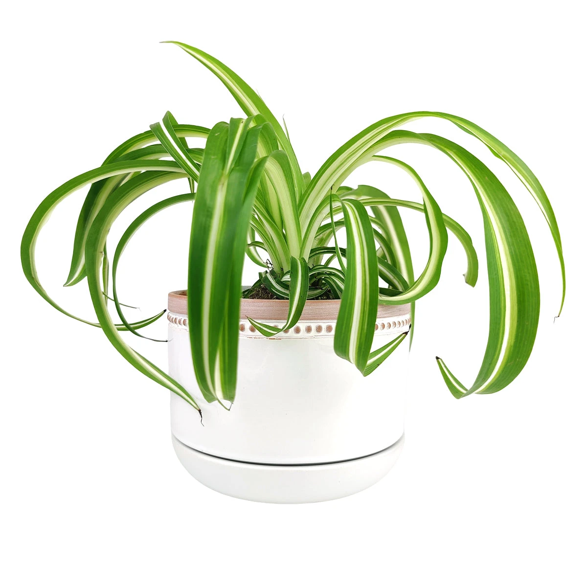 6 Inch White Ceramic Bowl Planter With Coral Rim - Image 6