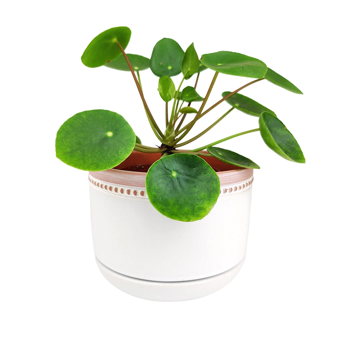 6 Inch White Ceramic Bowl Planter With Coral Rim - Image 4