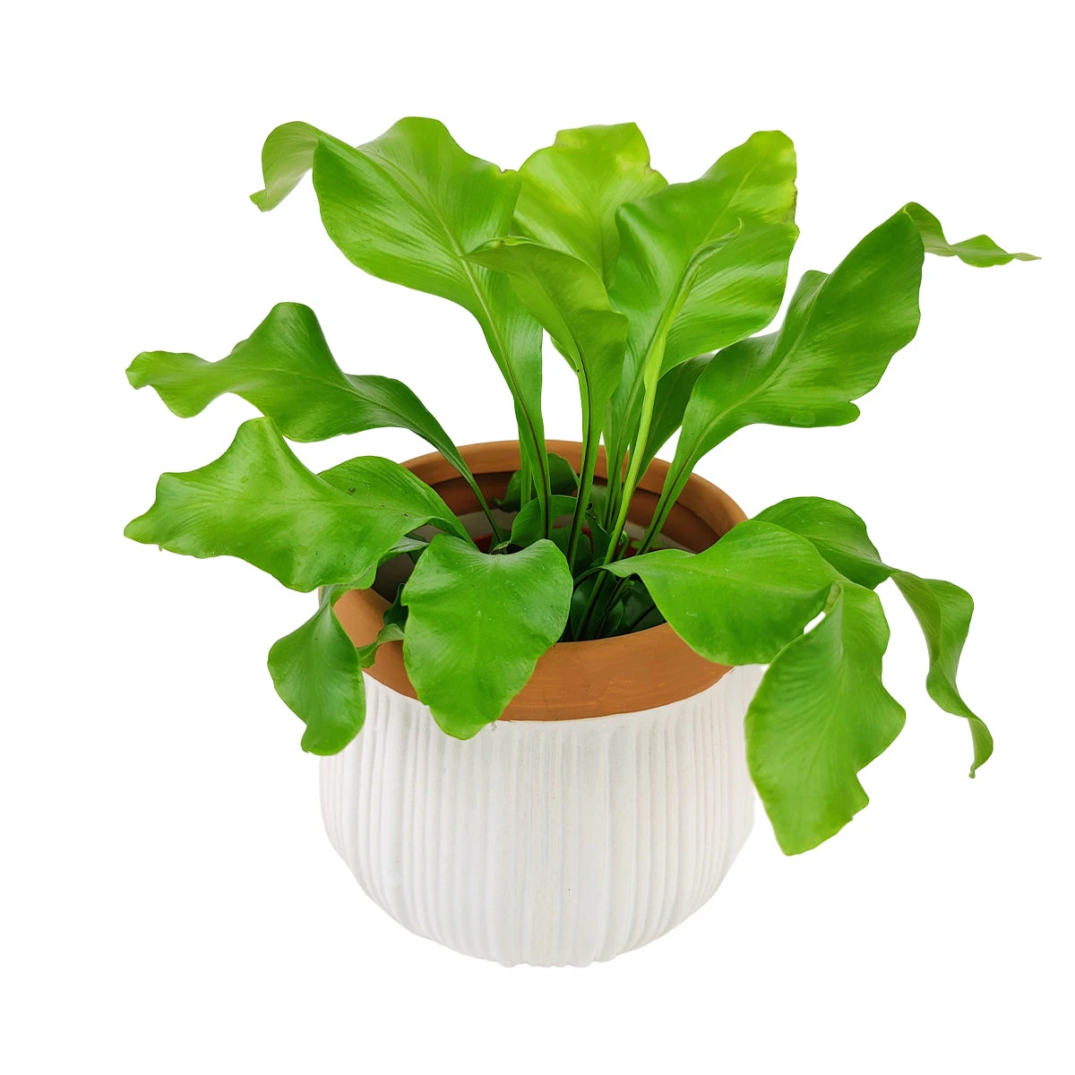 6 Inch White Glazed Striped Ceramic Planter With Terracotta Rim - Image 13