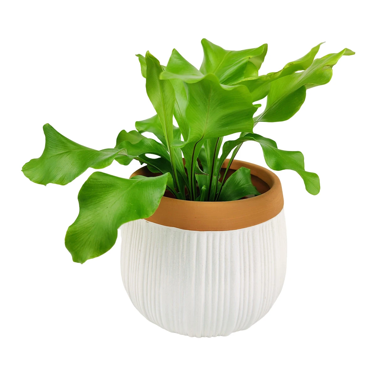 6 Inch White Glazed Striped Ceramic Planter With Terracotta Rim - Image 14