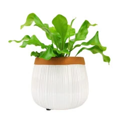 6 Inch White Glazed Striped Ceramic Planter With Terracotta Rim