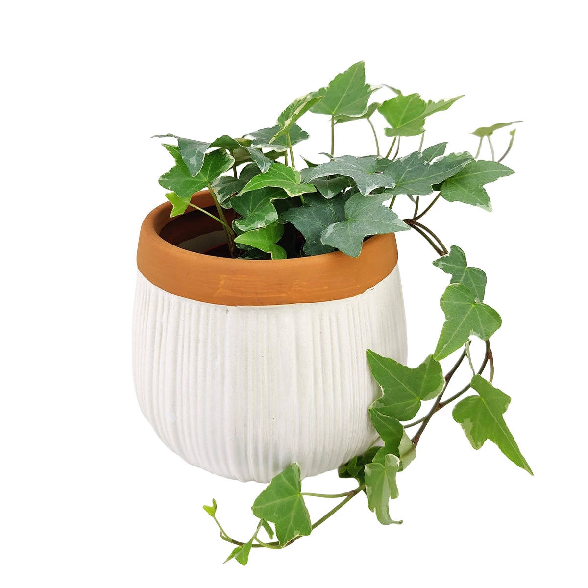 6 Inch White Glazed Striped Ceramic Planter With Terracotta Rim - Image 2