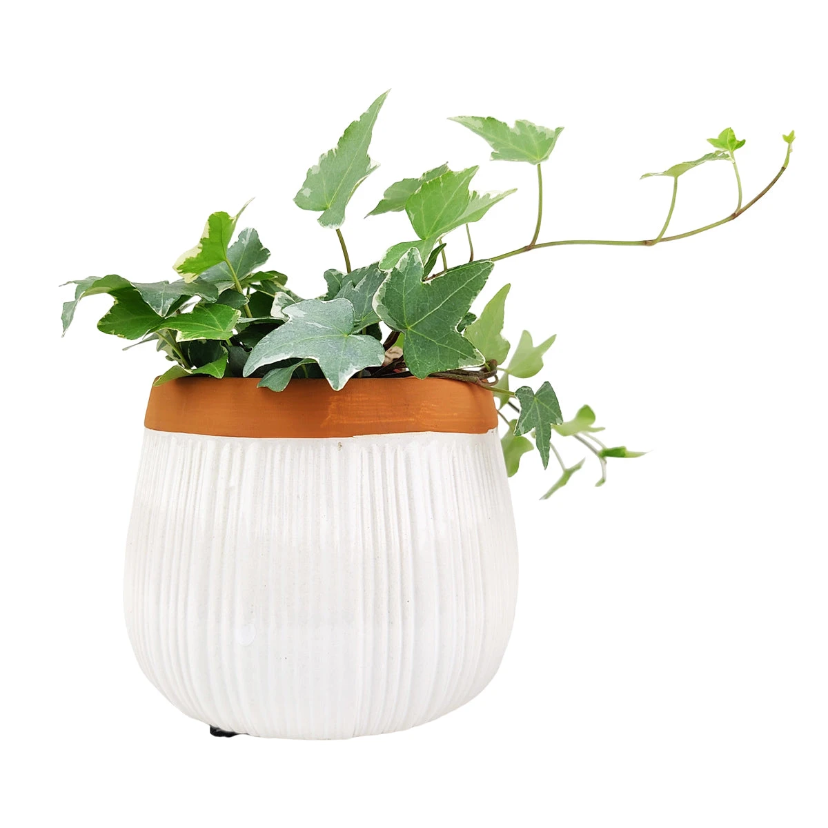 6 Inch White Glazed Striped Ceramic Planter With Terracotta Rim - Image 15