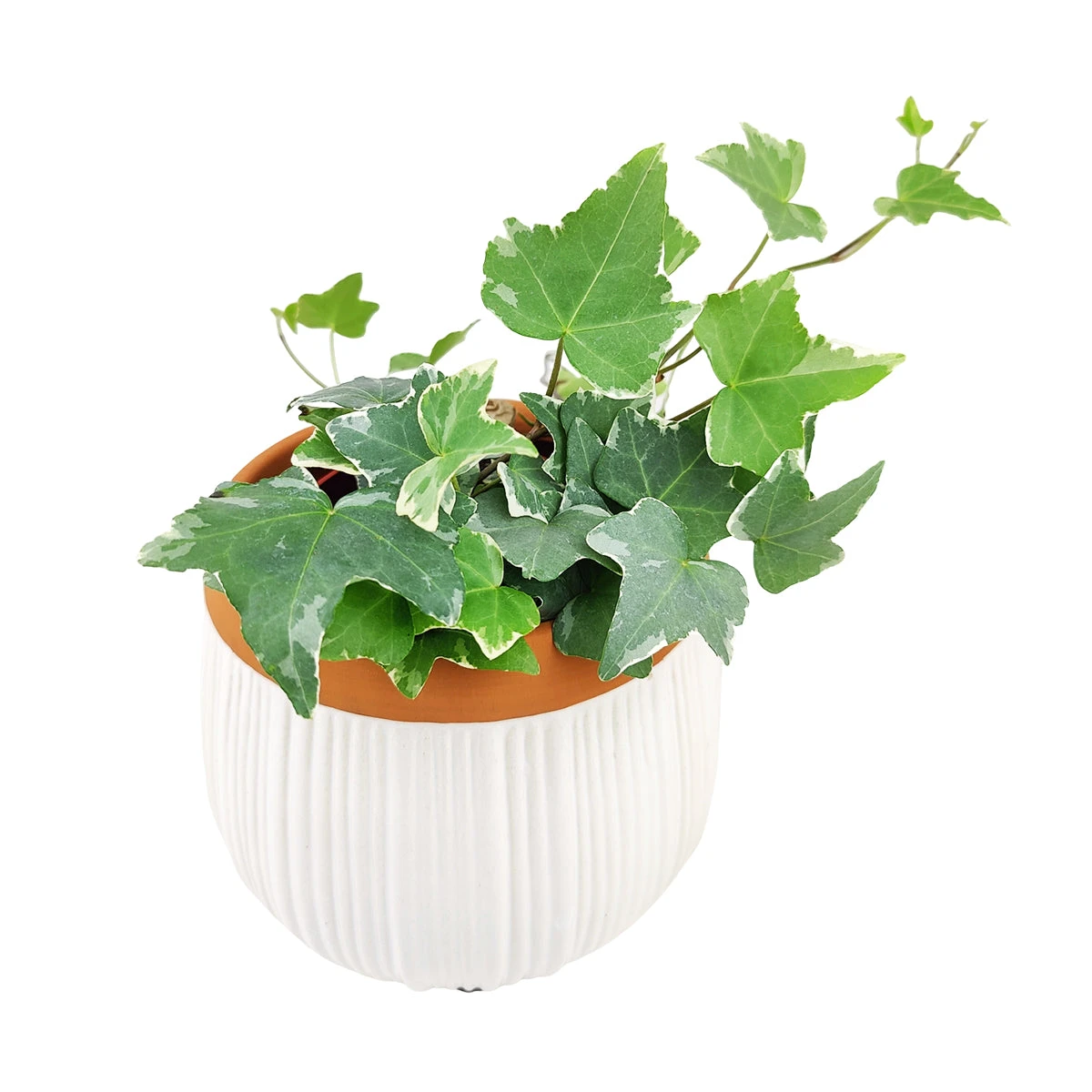6 Inch White Glazed Striped Ceramic Planter With Terracotta Rim - Image 16