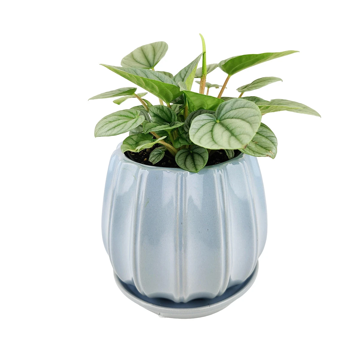 6 Inch Blue Glazed Ceramic Contour Planter - Image 5