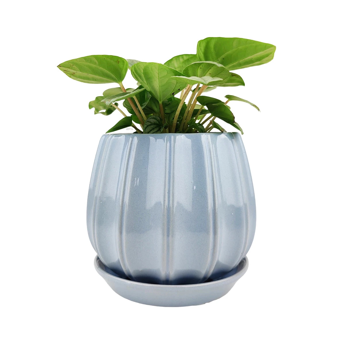 6 Inch Blue Glazed Ceramic Contour Planter - Image 2