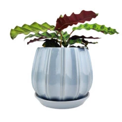 6 Inch Blue Glazed Ceramic Contour Planter