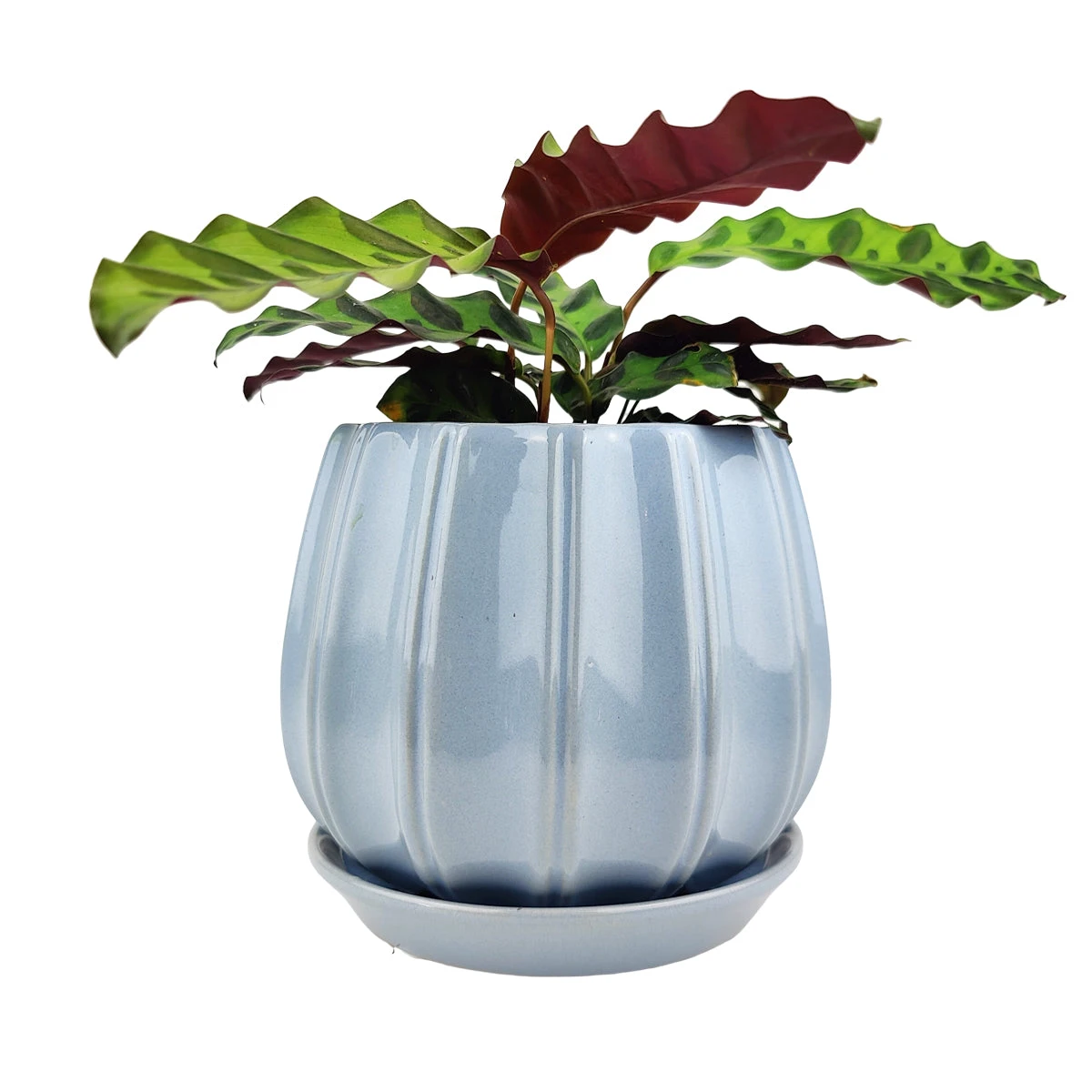 6 Inch Blue Glazed Ceramic Contour Planter