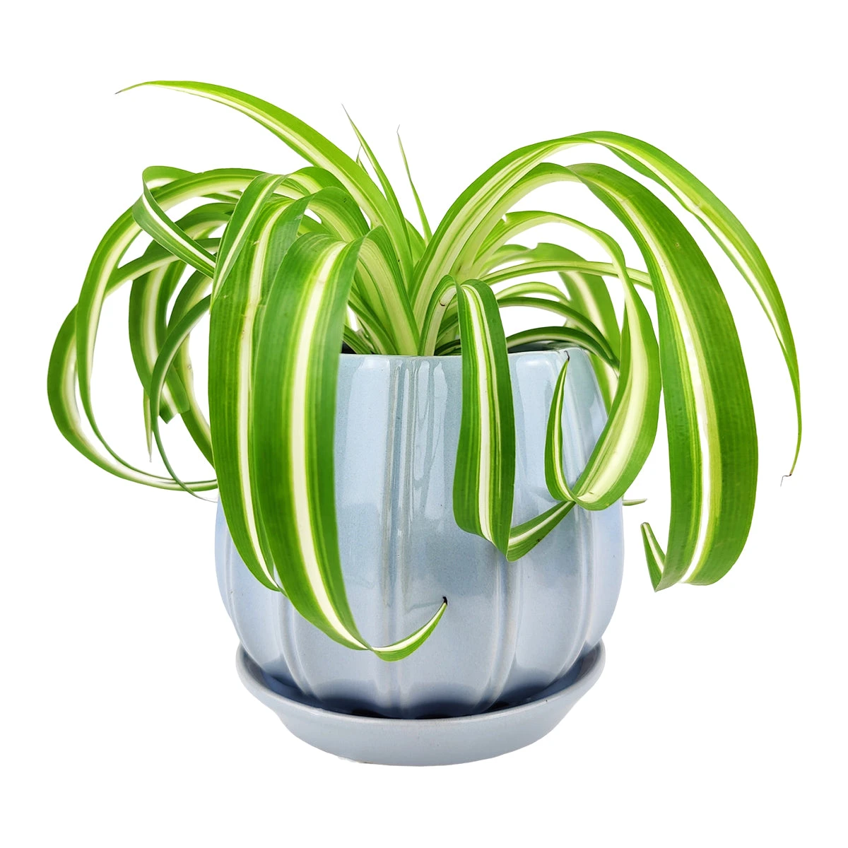 6 Inch Blue Glazed Ceramic Contour Planter - Image 6