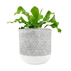 6 Inch Reed Grey Round Cement Planter