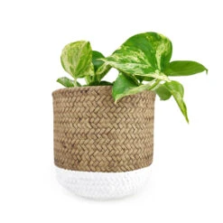 6 Inch White & Nature Reed Round Cement Planter