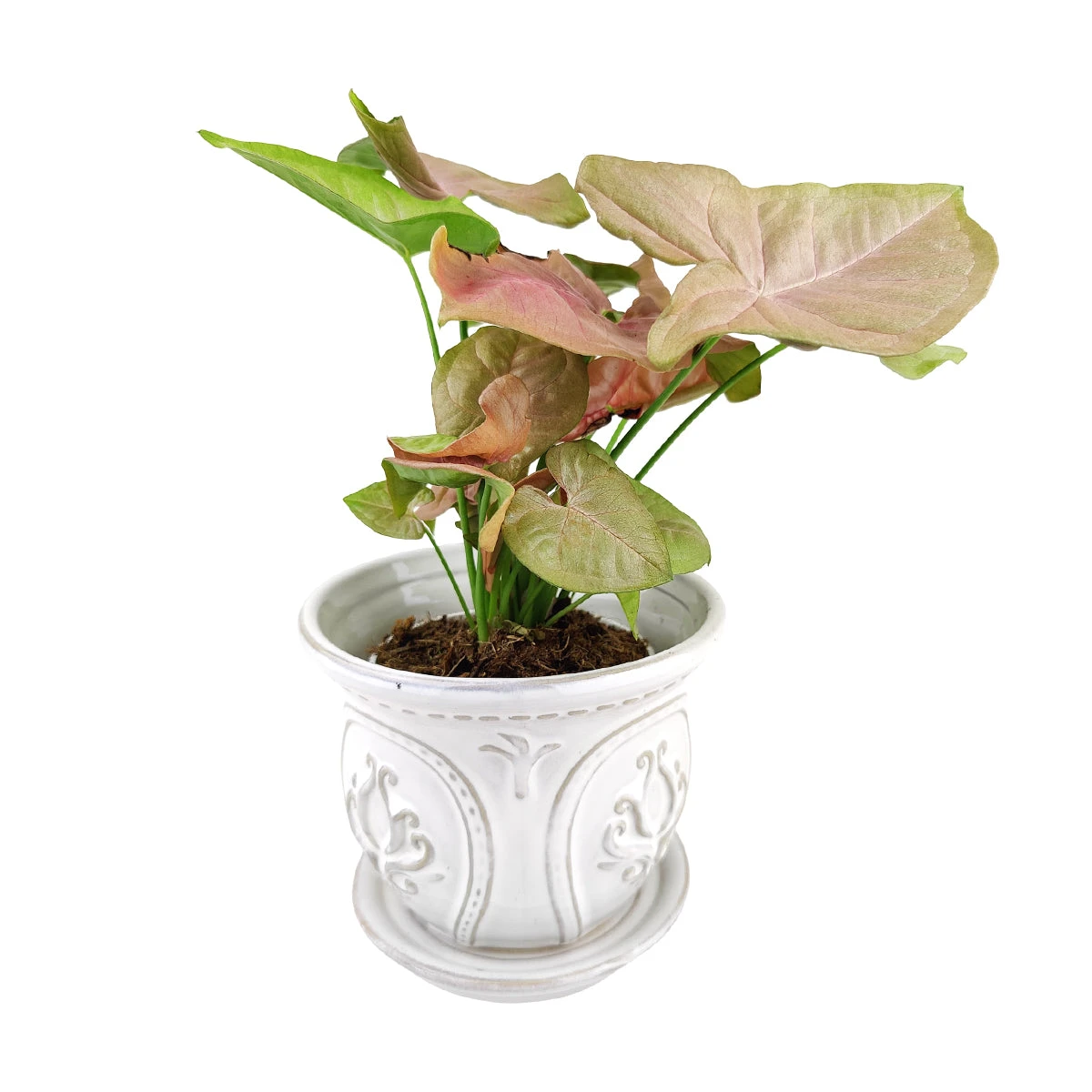 6 Inch White Classical Ornate Ceramic Planter - Image 11