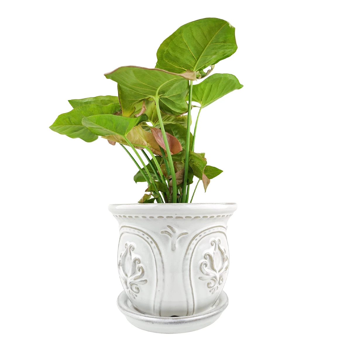 6 Inch White Classical Ornate Ceramic Planter - Image 12