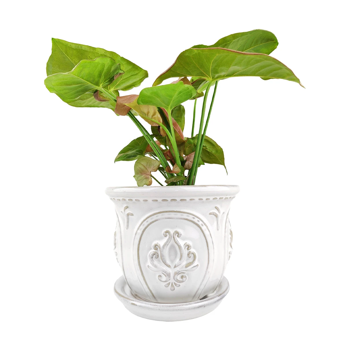 6 Inch White Classical Ornate Ceramic Planter - Image 13