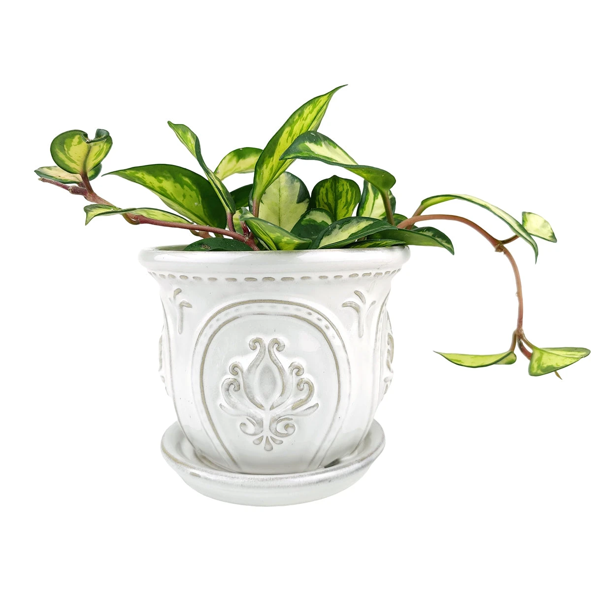6 Inch White Classical Ornate Ceramic Planter