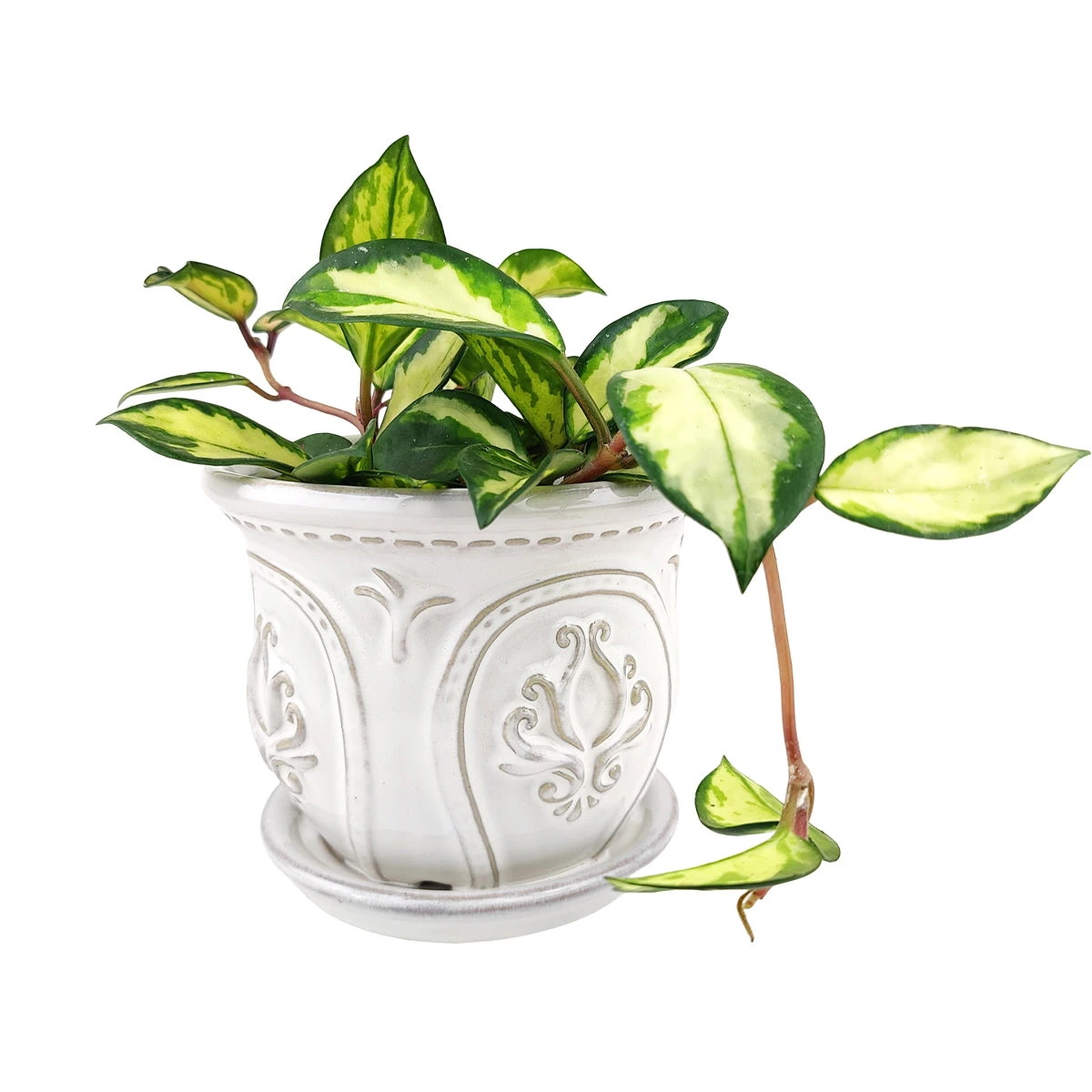 6 Inch White Classical Ornate Ceramic Planter - Image 14