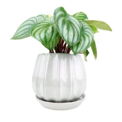 6 Inch Grey Glazed Ceramic Contour Planter