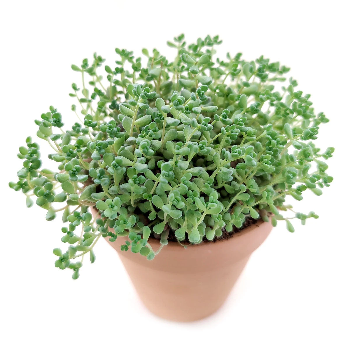 Sedum Minor Succulent - Image 4