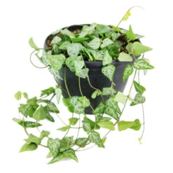 Ceropegia Woodii String Of Arrows