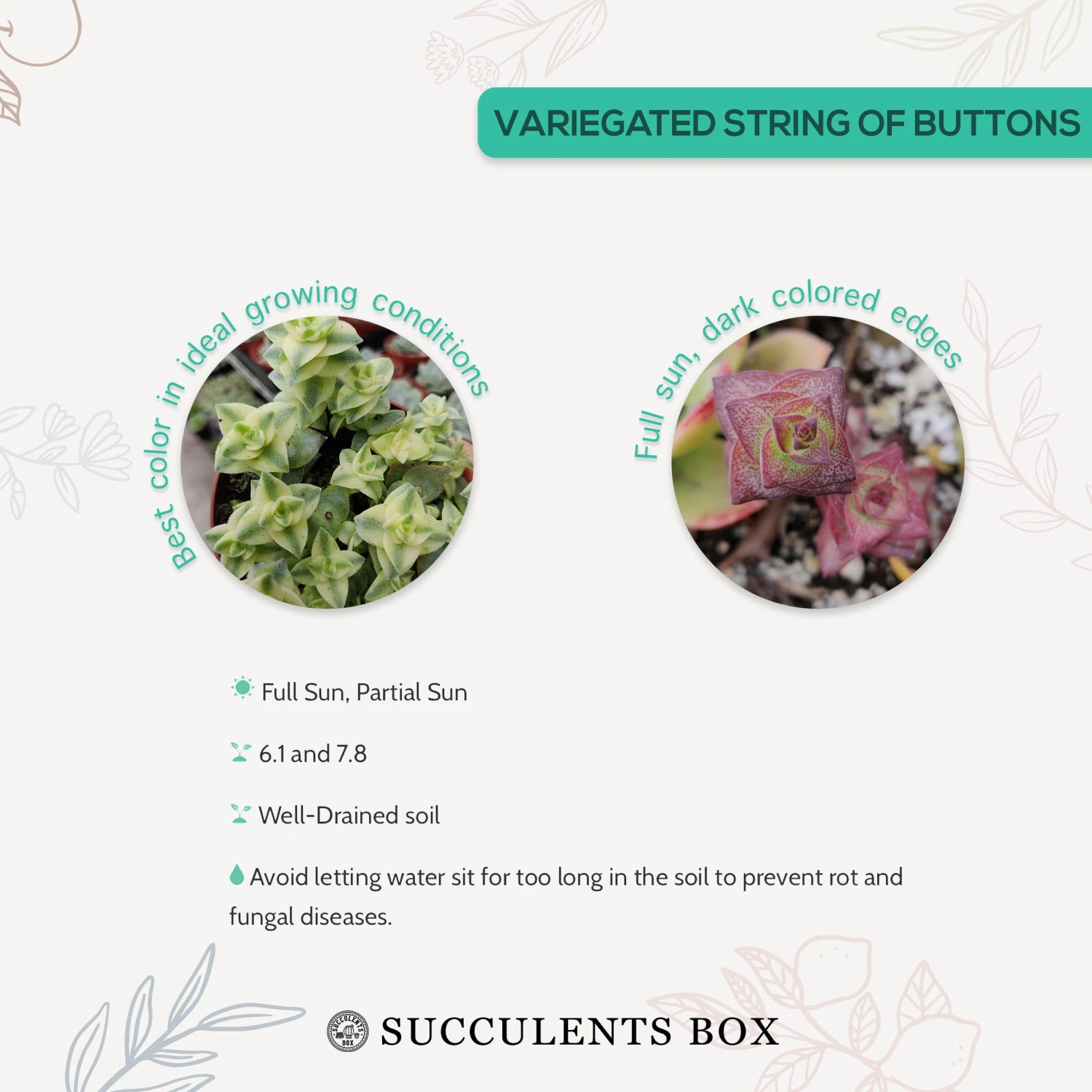 Variegated String Of Buttons - Image 7