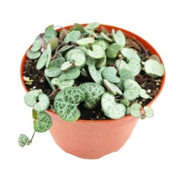 SILVER GLORY String Of Hearts