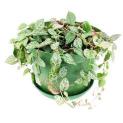 Ceropegia Woodii String Of Spades