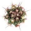 Thelocactus Bicolor Cactus