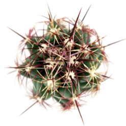 Thelocactus Bicolor Cactus