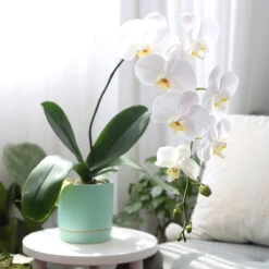 White Phalaenopsis Orchid