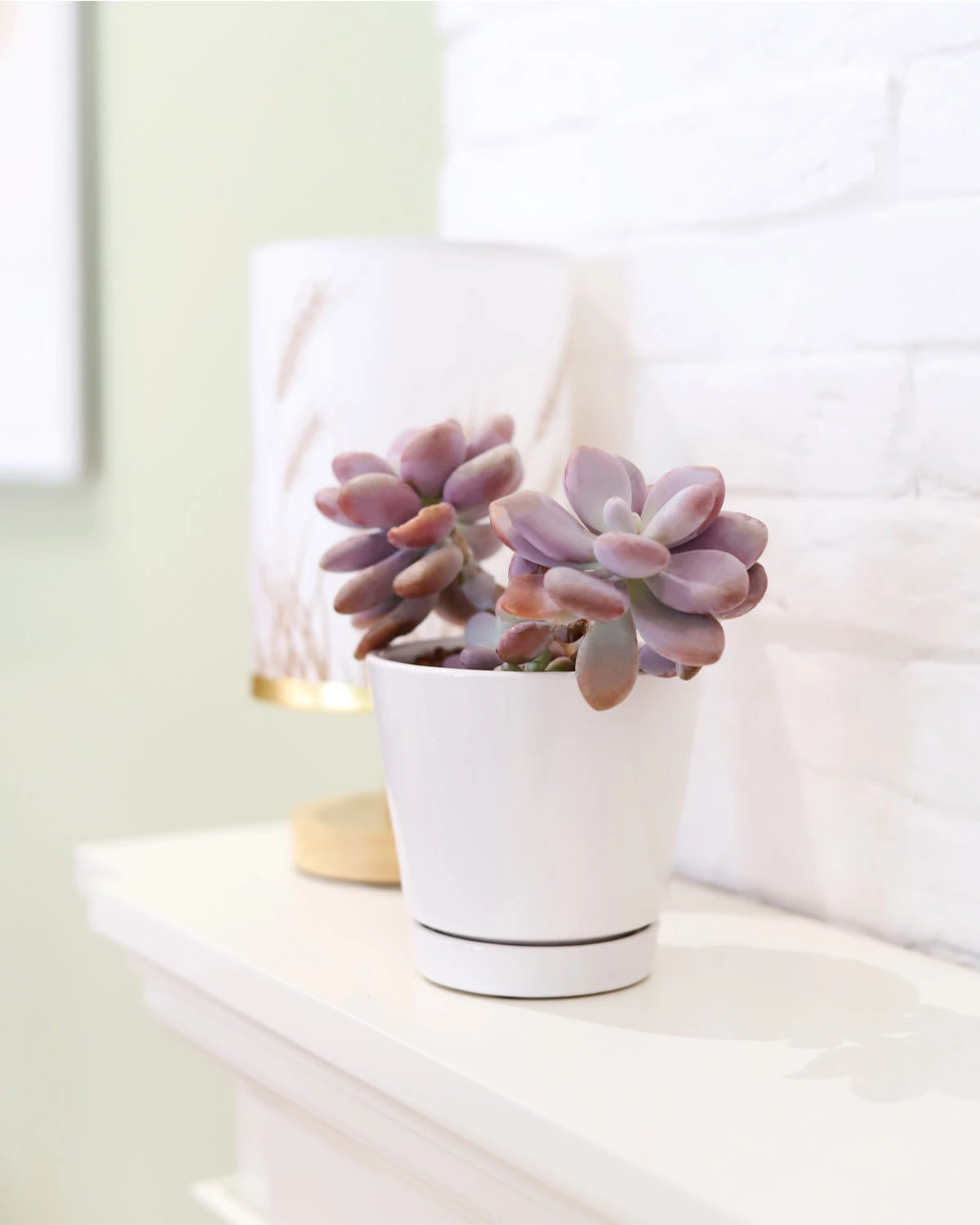 Pack Of 3 White Minimalist Ceramic Pots - Image 8