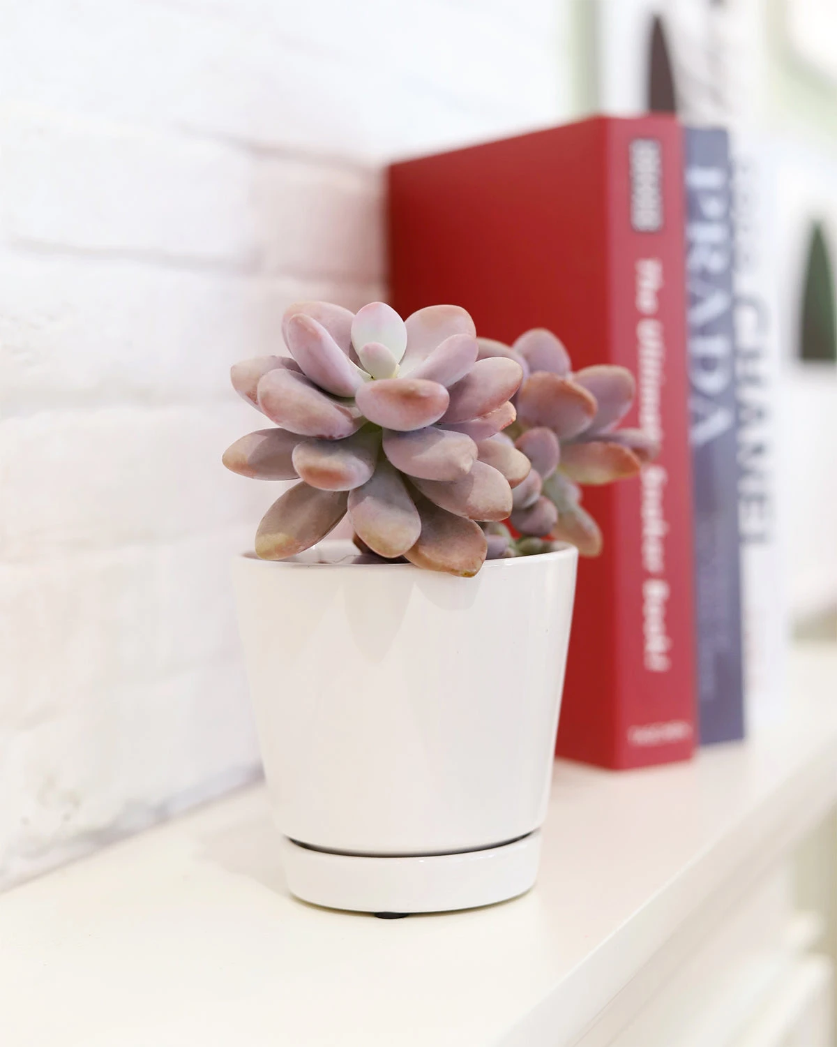 Pack Of 3 White Minimalist Ceramic Pots - Image 3