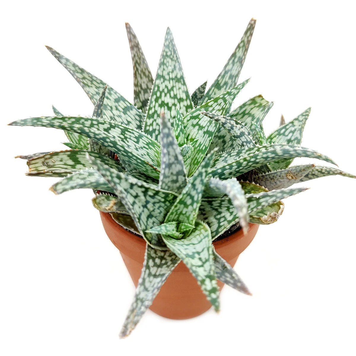 White Fox Aloe Plant - Image 4