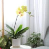 Yellow Phalaenopsis Orchid