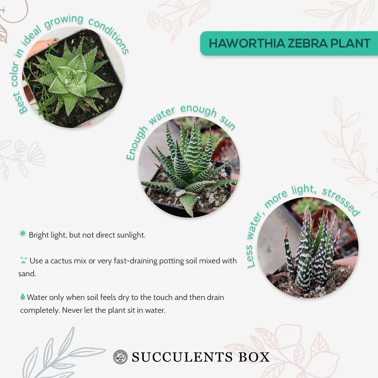Haworthia Zebra Plant - Image 15