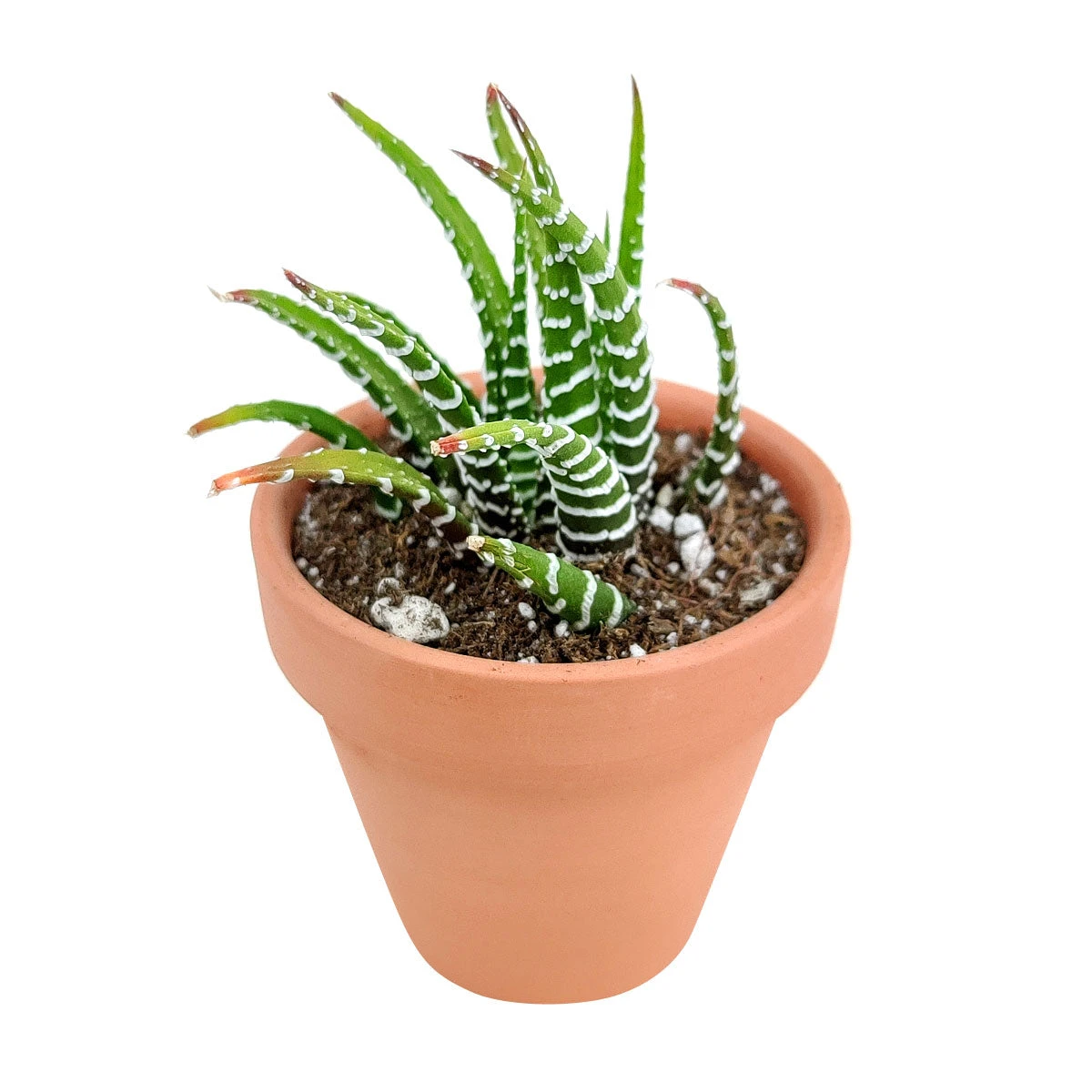 Haworthia Zebra Plant - Image 7